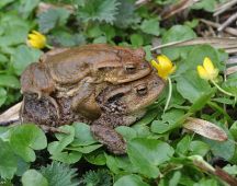 13 dann erscheinen Erdkroeten zur Laichablage
